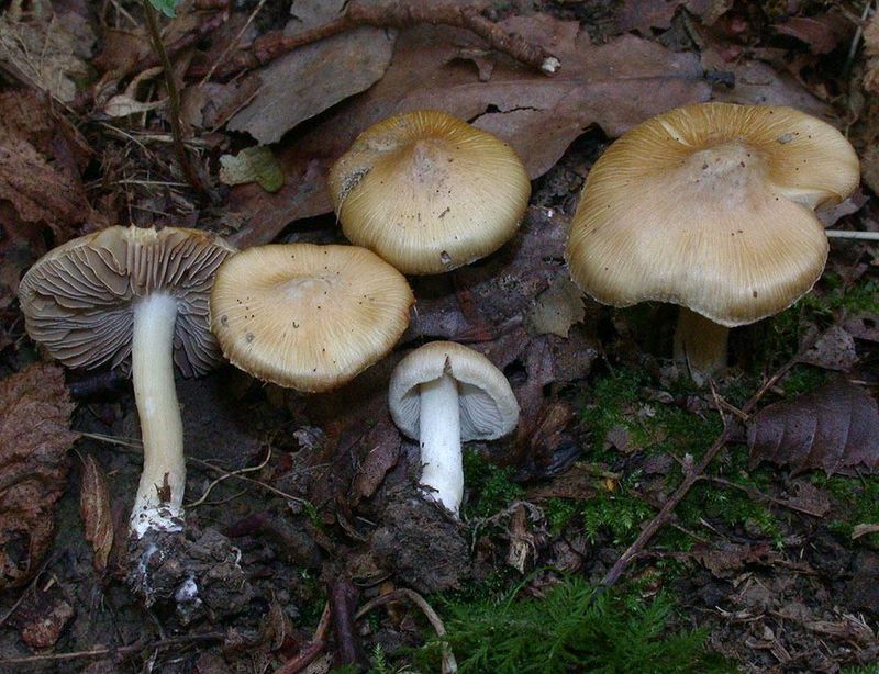 Inocybe cookei